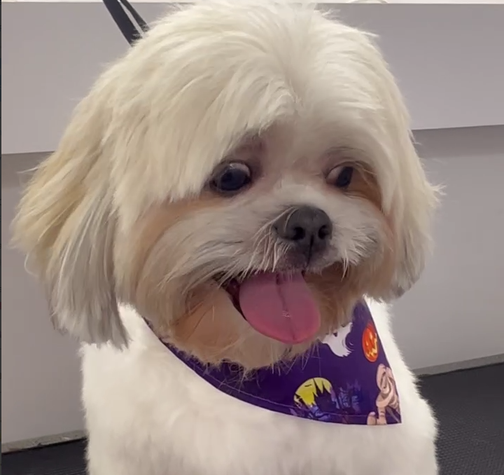 Jacksonville Area Appointments available Mr Anthony Mobile Grooming