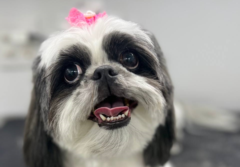 Jacksonville Area Appointments available Mr Anthony Mobile Grooming