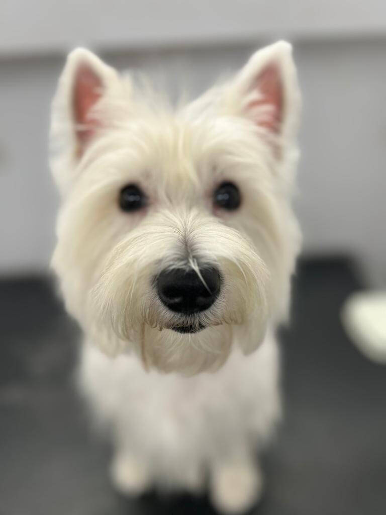 Jacksonville Area Appointments available Mr Anthony Mobile Grooming