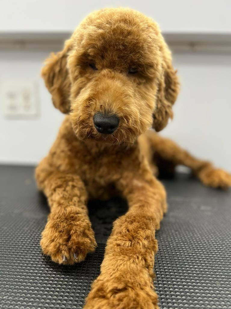 Jacksonville Area Appointments available Mr Anthony Mobile Grooming