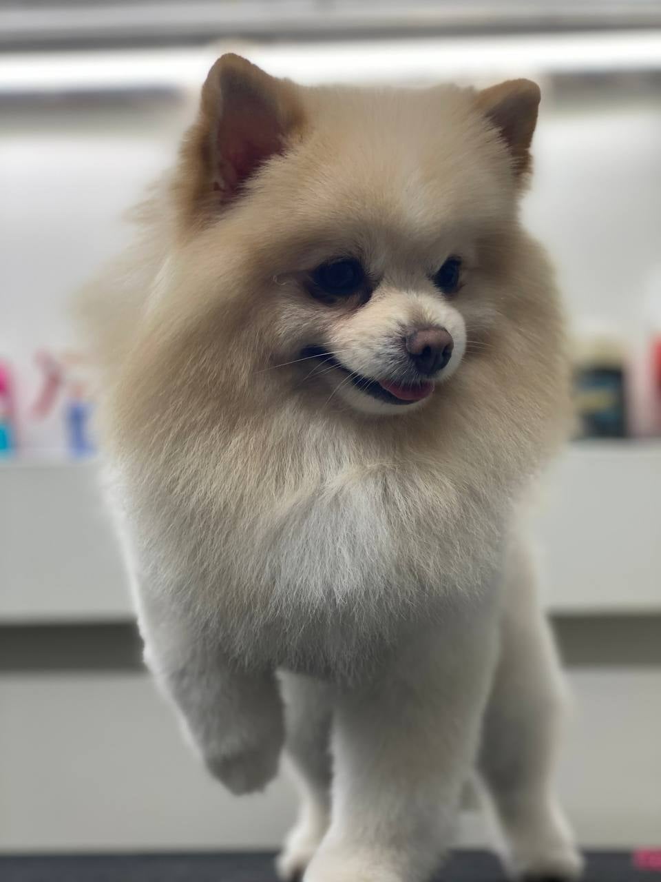 Jacksonville Area Appointments available Mr Anthony Mobile Grooming