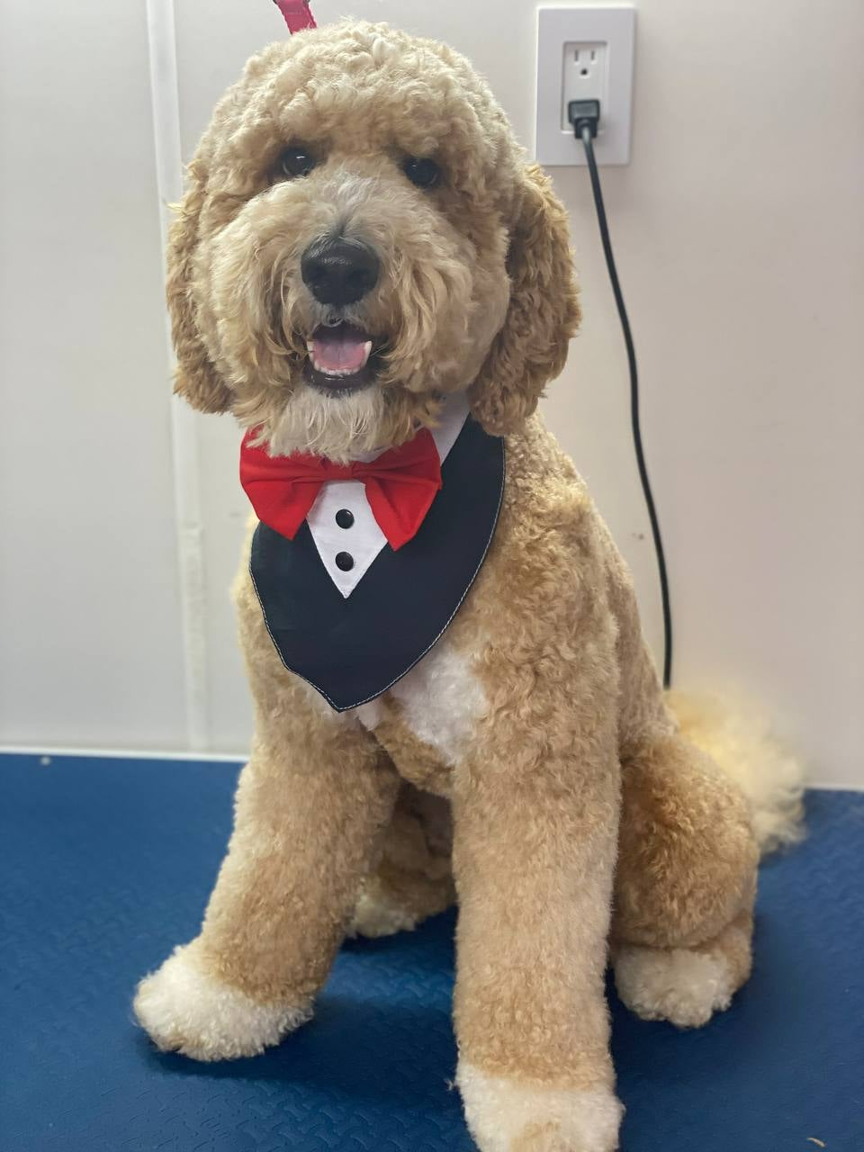 Jacksonville Area Appointments available Mr Anthony Mobile Grooming