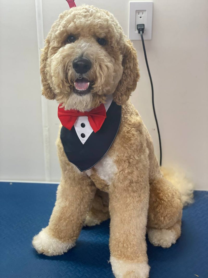 Jacksonville Area Appointments available Mr Anthony Mobile Grooming