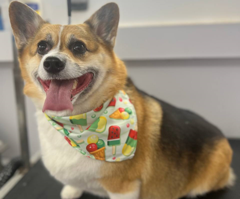 Pet Grooming Mobile Appointments available Mr Anthony Pet Grooming