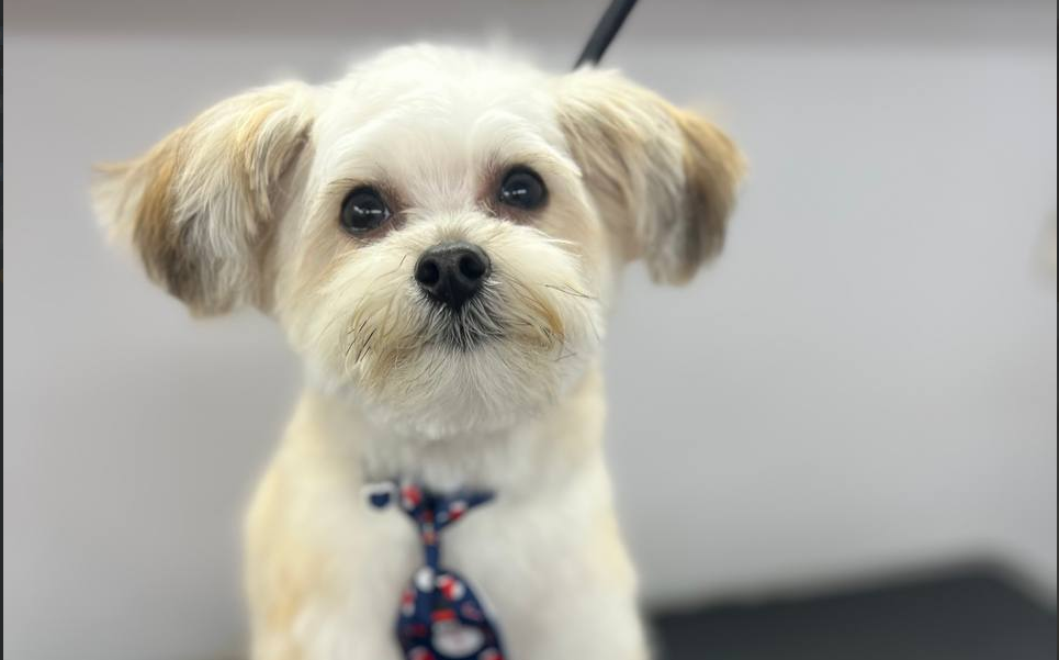 Jacksonville Area Appointments available Mr Anthony Mobile Grooming