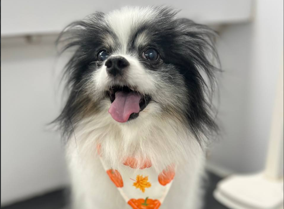 Jacksonville Area Appointments available Mr Anthony Mobile Grooming