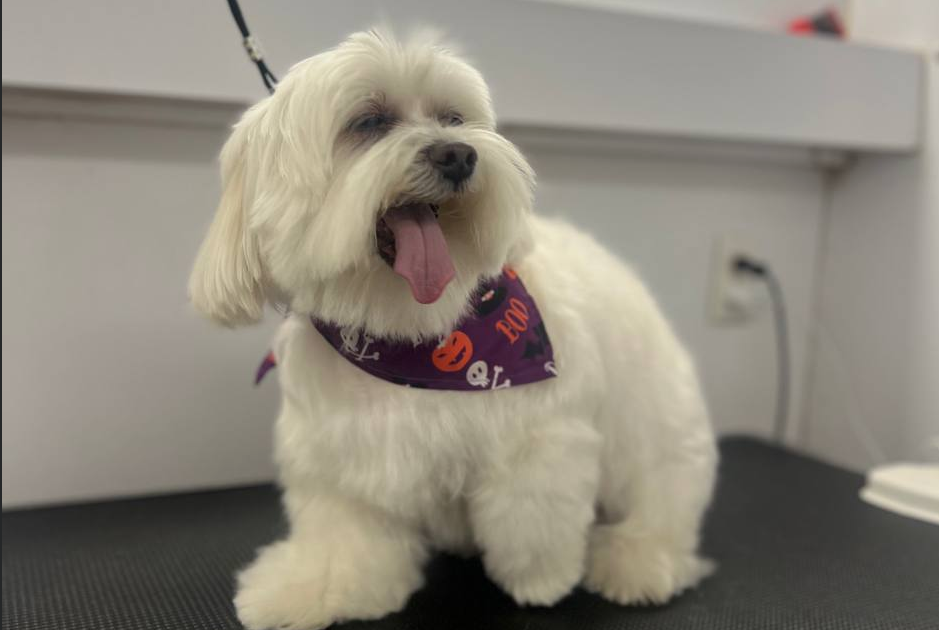 Pet Grooming Mobile Appointments available Mr Anthony Pet Grooming